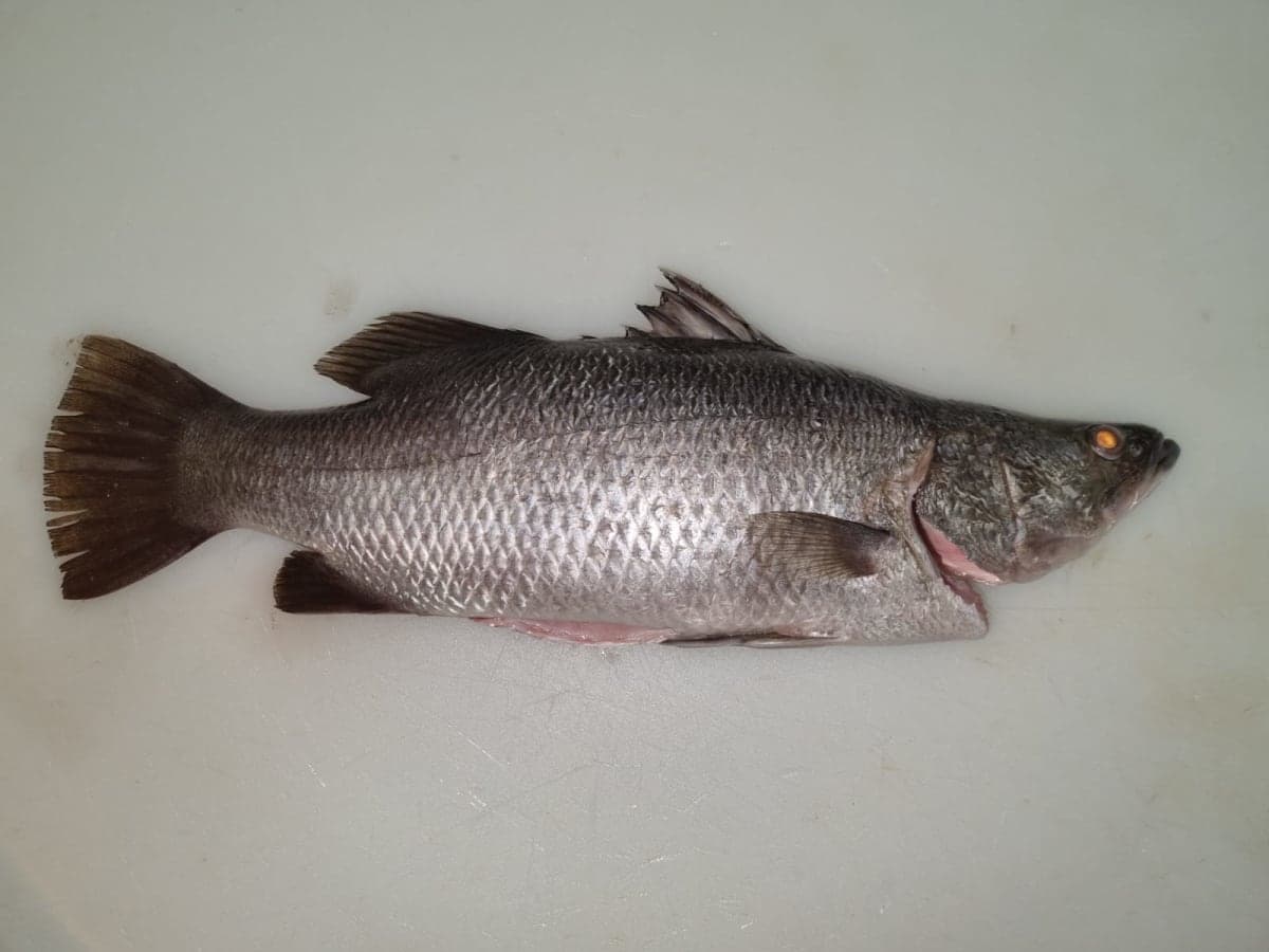BARRAMUNDI