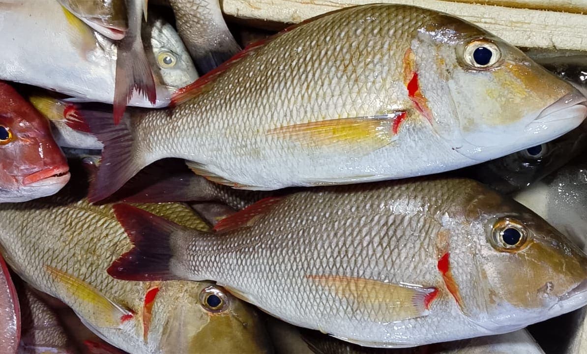 MIX SNAPPER